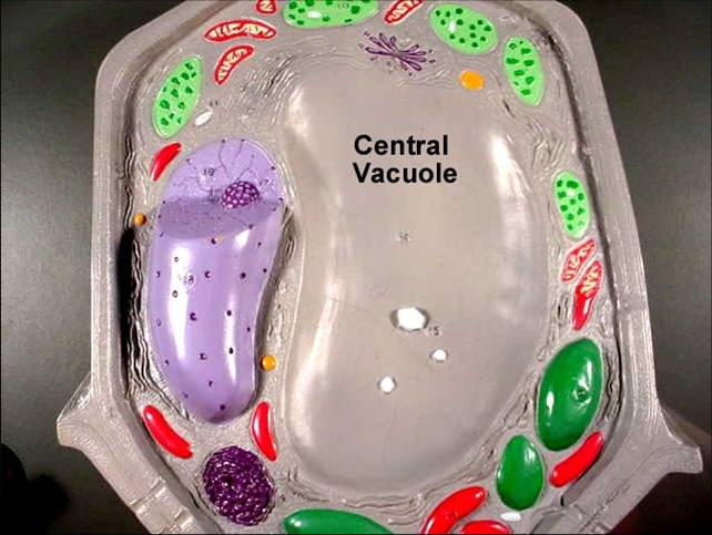 Полость в цитоплазме клетки 7. Central vacuole. Тонопласт. Vacuole Eye. Lytic vacuole.